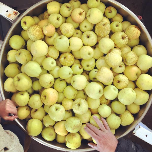 Fresh Apple from United States supplied by Hidden Acres - Mixed Fresh Apple