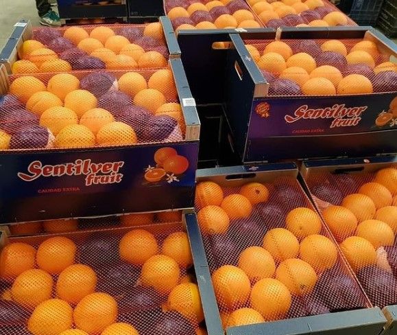 Orange from 에콰도르 supplied by SENTILVER - 밝은 오렌지색 신선 오렌지