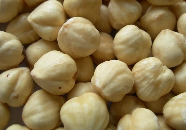 Roasted Hazelnut Kernels from 조지아 supplied by Nuts L - Shelled (=Kernel) 헤이즐넛 알맹이