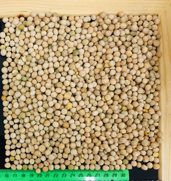 Yellow Peas from 러시아 supplied by Agro-Alliance Ltd - As per customer's request 말린 일반 콩