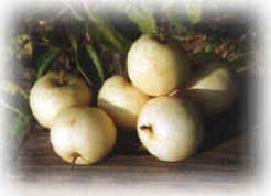 Fresh Whole Pear Shinseiki from 미국 supplied by UMPQUA ORGANIC FARM - Shinseiki (=New Century) 신선 배