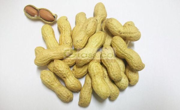 Peanut from 이집트 supplied by Grass Co. Herbs and Spices - In-shell 땅콩 알맹이