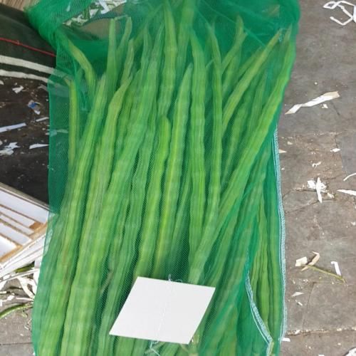 Drumstick (Moringa) from 인도 supplied by Arjun foods - Conventional 마이크로그린