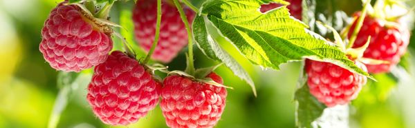 Raspberry from 스위스 supplied by Räss Wildbeeren - Carton Box (=Cardboard Box) 신선 라즈베리