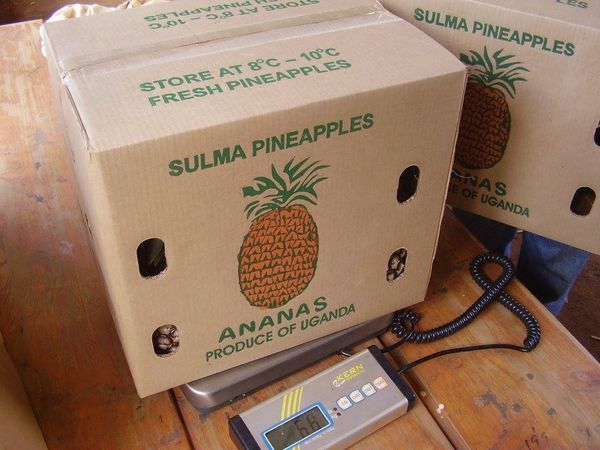 Pineapple from Uganda supplied by Sulma Foods Ltd - Golden Yellow Fresh Pineapple
