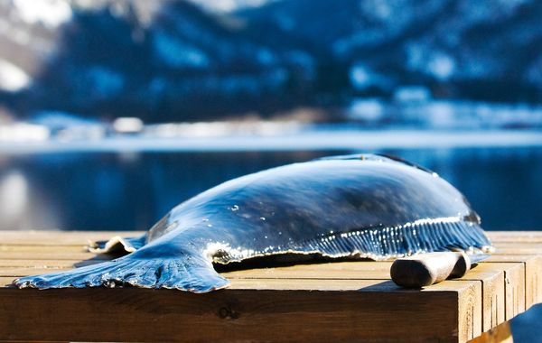 Halibut from 노르웨이 supplied by STERLING WHITE HALIBUT AS - Fresh (=Chilled=Raw) 냉동 준치