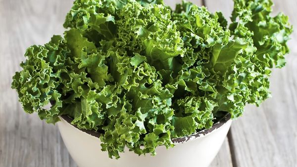 Curly American Kale from India supplied by LandCraft Agro LLP - Curly Kale Kale