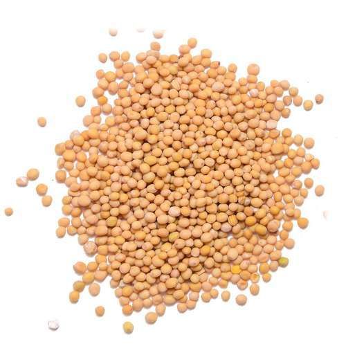 Mustard Seeds from 인도 supplied by Sharad Enterprises - Yellow 겨자씨