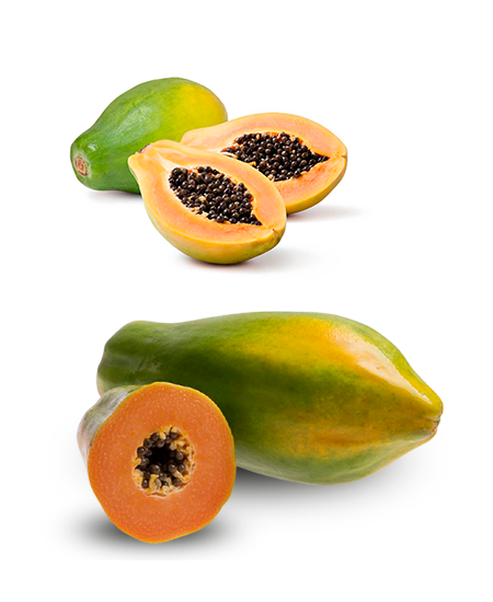 Papaya from 브라질 supplied by UGBP - Golden Papaya 신선 파파야