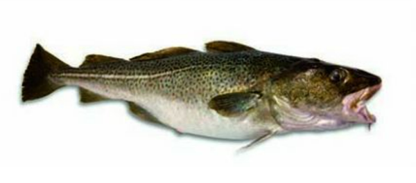 COD from 벨기에 supplied by Pittman Seafoods - Whole (=In The Round) 냉동 대서양 대구
