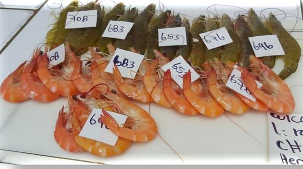 Frozen Shrimp from 온두라스 supplied by Servicios Alimenticios de Honduras  - HONDURAS FOOD SERVICE - Cooked (Not Frozen) 냉동 새우