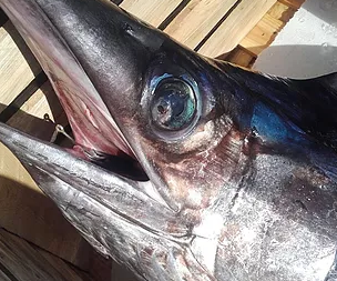 Fresh Swordfish from 스페인 supplied by Moalia - Whole (=In The Round) 냉동 황새치 통마리