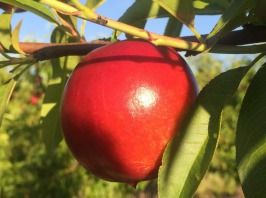 Nectarine from 스페인 supplied by FDO COMERCIO (FRUBARDO) - Whole 신선 천도복숭아