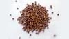 Sorghum seed from United States supplied by Southern Exposure Seed Exchange - For Seed Sorghum