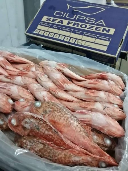 Red Mullet from 아르헨티나 supplied by Compañía Italo Uruguaya de Pesca S.A. - Red Mullet (=Striped Goatfish=Mullus barbatus) 냉동 가숭어
