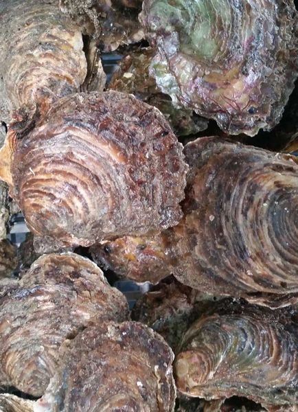 Oyster from 그리스 supplied by MEGASTHENIS DIMITRIS MEGA OSTRAKON - Whole (=In Shell=Unshucked) 신선 굴