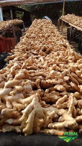 Ginger from Brazil supplied by Duppre Vettor - Washed Whole Ginger