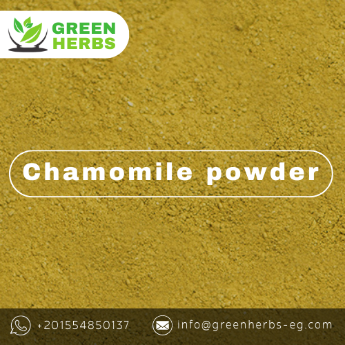 Chamomile from 이집트 supplied by Green Herbs - Stem 아로마틱 허브