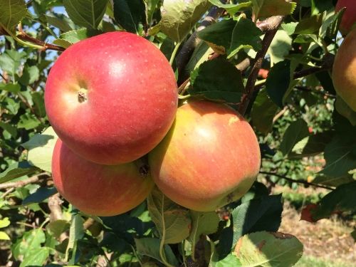 Apples Bohemia, Ruby from 체코 supplied by Ovocné Sady Bříství - Fresh (=Chilled) 신선 사과