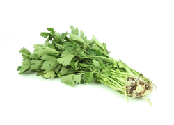 Fresh Celery from 이스라엘 supplied by Nizat Haduvdevan - Organic 신선 셀러리