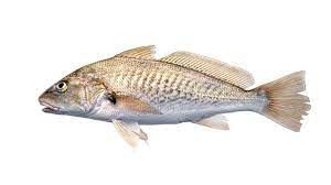 Fresh Whole Mylokopi from 그리스 supplied by Iktis S.A. - Meagre (=Argyrosomus regius) 냉동 암치