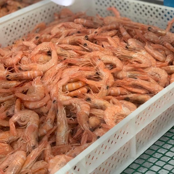 Frozen Shrimp & Prawn from 포르투갈 supplied by Mariscos Barrosinho, Lda. - Frozen - Cooked Frozen 냉동 새우