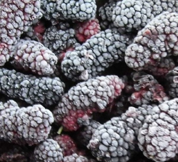 frozen mulberry from 튀르키예 supplied by KONFIDO FROZEN FOODS LTD. - White Mulberry 냉동 오디