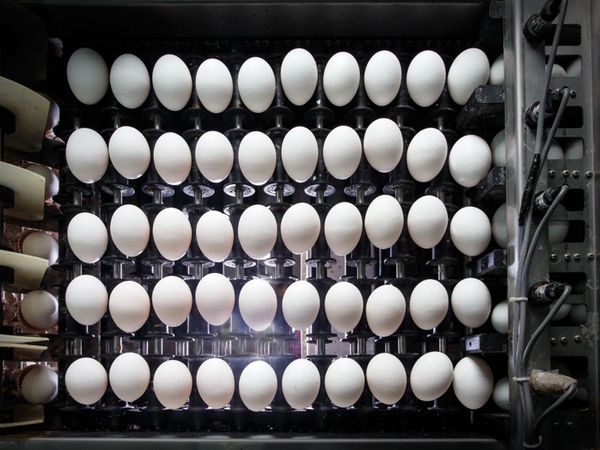 Egg from 튀르키예 supplied by Kula Yag ve emek Yem - In Shell 달걀