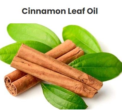 Cinnamon Oil from 스리랑카 supplied by Citro Essential Oils (Pvt) Ltd. - Oil 시나몬 오일