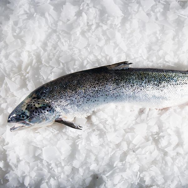 Salmon from 스페인 supplied by Mariscos Laumar SL - 껍질 있음 연어