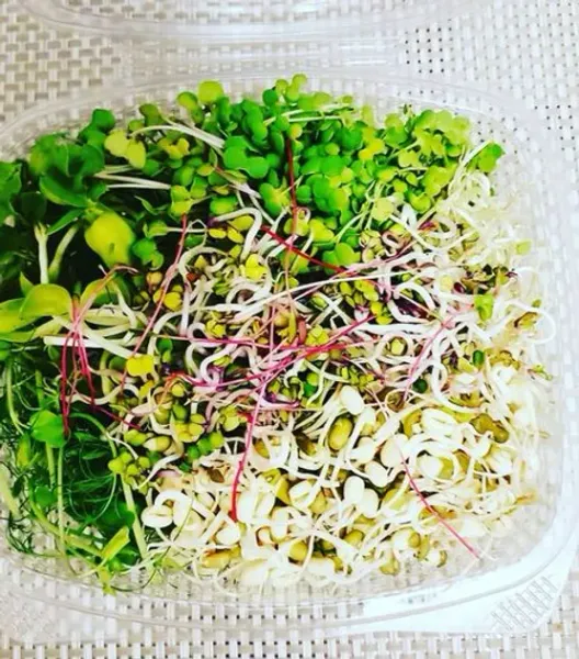Sprouted Alfalfa from 영국 supplied by Primal Cut - Green 알팔파