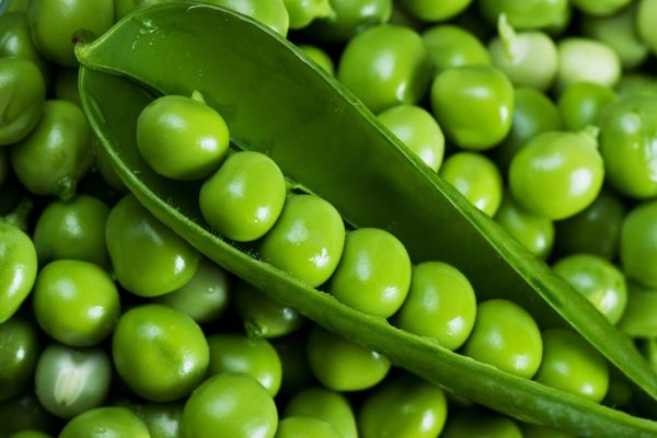 Green Pea from Ukraine supplied by Agro-industrial Group of Companies «Dneprovskaya» - Fresh Common Pea