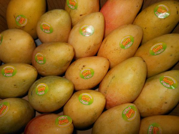 Mango from 미국 supplied by EveryDay Fresh Produce Inc. - Whole 신선 망고