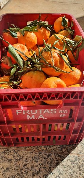 Orange from Brazil supplied by Frutasma - Orange Fresh Orange