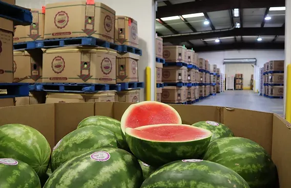 Fresh Watermelon from 미국 supplied by Big Chuy Distributors & Sons Inc. - Whole 신선 수박