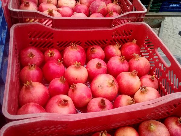 Pomegranates from Peru supplied by Peruvian Fresh Products - Whole Fresh Pomegranate
