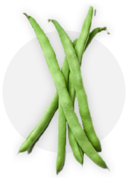 Green Bean from Spain supplied by Gallombares - Green Fresh Common Bean