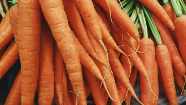 Whole Carrot from 영국 supplied by INTERNATIONAL PROCUREMENT AND LOGISTICS LTD (IPL) - Whole 신선 당근