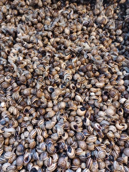 Snail from 모로코 supplied by FRANCISCONDE-MAROC - Alive 냉동 달팽이
