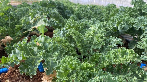 Kale from 요르단 supplied by Sonoma Agricultural Investment - Unspecified 케일