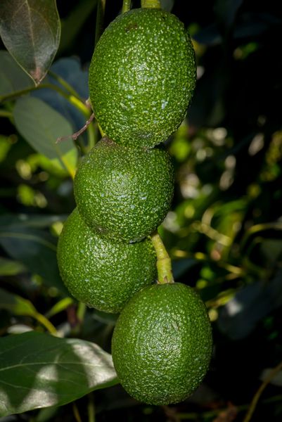 Avocados from South Africa supplied by BRIDELIA GROUP - Greenskin Fresh Avocado