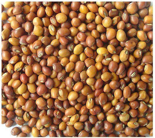 Pigeon Pea from Myanmar [Burma] supplied by Vitagrain Pte Ltd - Large Dried Pigeon Pea