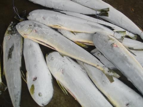 Mahi Mahi from Brazil supplied by Leardini Pescados Ltda. - Frozen Frozen Mahi Mahi