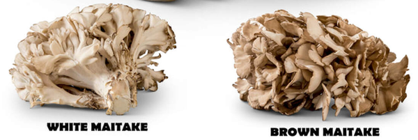 Maitake Mushroom from 미국 supplied by Thomas Mushroom & Specialty Produce IV LLC - Whole 마이다케버섯