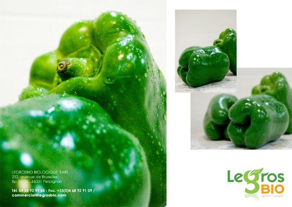 Bell Pepper from 프랑스 supplied by Le Gros BIO - Green 신선 피망