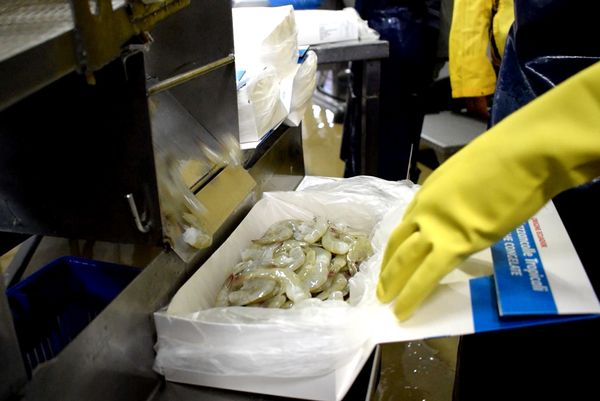 Shrimp from Ecuador supplied by EMPACRECI S.A. - Precooked Frozen Common Shrimp & Prawn