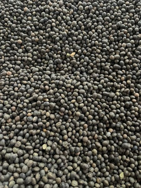 Vetch from 러시아 supplied by Continent Ltd - Fresh (=Chilled) 베취