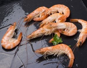 Condisa cooked prawn from 스페인 supplied by Froxa Sa - Condisa 냉동 새우