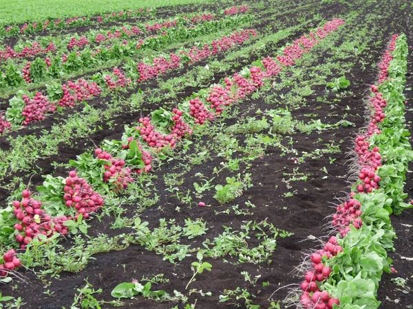 radish from 미국 supplied by Buurma Farms Inc - Whole 무