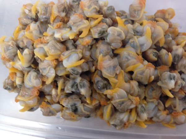 COCKLES from 영국 supplied by Kershaw Seafoods Ltd - Whole (=In Shell=Unshucked) 냉동 새조개